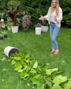 ต้นพลูด่าง ยักษ์ใหญ่ ใบฉีก - พลูด่าง พลูยักษ์ ต้นพลูด่าง ยักษ์ใหญ่ ใบฉีก