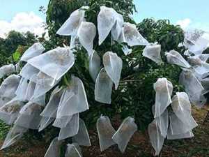 ❤LENYS❤ brongsong buah kelengkeng besar pembungkus buah klengkeng kain penutup tanaman buah brongsongan anggur apel jambu jeruk blongsong kelengkeng besar putih