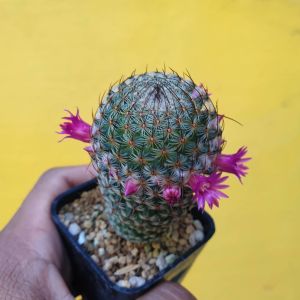 ต้นกระบองเพชร แมมมิลาเลีย แมมฮุย mammillaria huitzilopochtli #mammillaria #cactus #แคคตัส