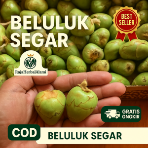 Beluluk Buah Kelapa Kecil Segar Per 10 Biji Terlaris