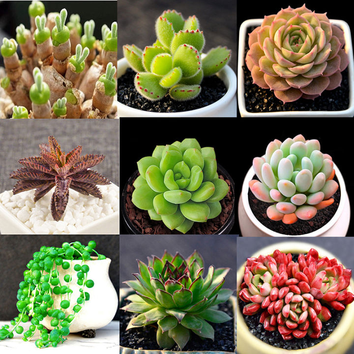 Philippines Ready Stock 100 Pcs/bag Mixed Succulent Seeds Lithops ...