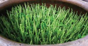 เมล็ดพันธุ์ ผักบุ้งแก้ว ผักบุ้งเย็นตาโฟ 100 กรัม 1000-1300 เมล็ด แถมฟรี จุลินทรีย์หน่อกล้วย 1 ขวด เมล็ดผักชี เมล็ดปอเทืองในกล่องแถมฟรีครับ