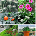 Plant Restoration Fluid Mild and Safe Botanical Flower Resurrection Solution Nourish. 