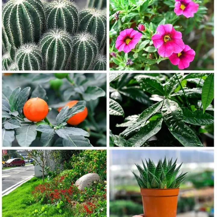 Plant%20Restoration%20Fluid%20Mild%20and%20Safe%20Botanical%20Flower%20Resurrection%20Solution%20Nourish%20-%20Image%208