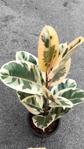 ยางอินเดีย Moraceae ด่างขาว/ชมพู/ดำ 30เซน ++