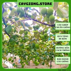 Cây táo giống Thái da xanh Ninh Thuận siêu trái trồng chậu sân thượng CT09