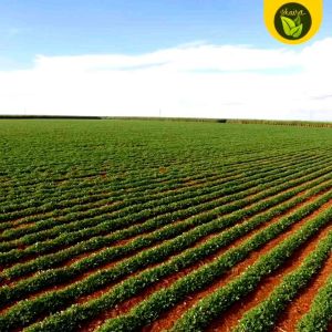 Binhi pantanim peanut nuts seeds outdoor plant