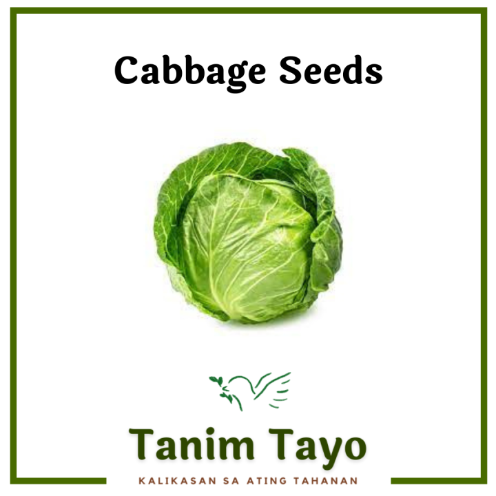 TanimTayo.PH Cabbage Repolyo Vegetable Seeds for Planting Premium Quality High Germination Rate