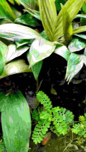 promo paket 4 pcs bibit buah salak