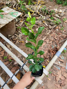 Cây Chanh Thái (Chúc ăn lá) - Cao tổng thể khoảng 25-30 cm - Gia vị cho các bữa ăn gia đình!