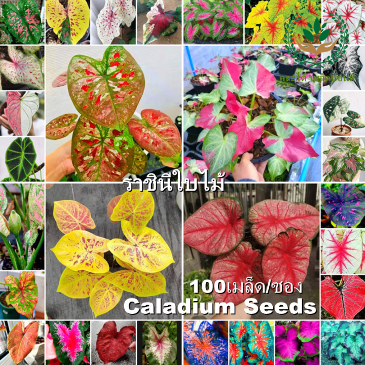 Mix Colour 100PCS Caladium Seeds Bonsai Seeds for Planting Binhi Ng ...