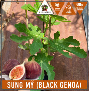 Cây Sung Mỹ - giống Black Genoa - Tổng thể khoảng 50-60 cm - Cây sắp cho trái!