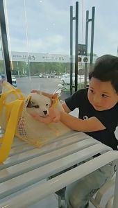 Pet Carrying Backpack Breathable Portable Handbag Foldable Outdoor Travel Pet Bag Mesh Dog Bag
