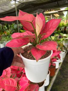 Aglaonema Katrina Plant with FREE plastic pot and garden soil. Live Plant for sale