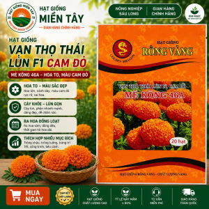 (Gói 20 hạt) Hạt Giống Hoa Vạn Thọ MEKONG 46A - ( bông to - siêu cổ lùn ) - RỒNG VÀNG
