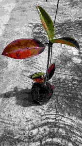 Hoya Pubycalix sunstressed daun warna kemerahan