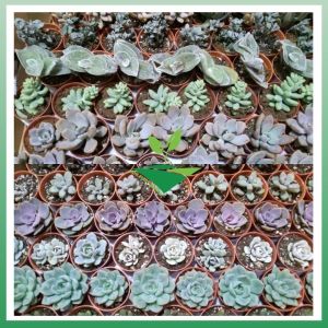KDH Import Real Live Succulent Cactus Pokok Hidup Cacti Kaktus Sukulen