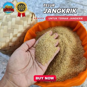jual telur jangkrik kemasan 1 kg untuk ternak jangkrik kualitas super produksi sendiri gratis media penetasan siap kirim