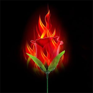 Magic Trick Fire Rose Flame Magic Rose Torch Transforms Into Bundle Prop