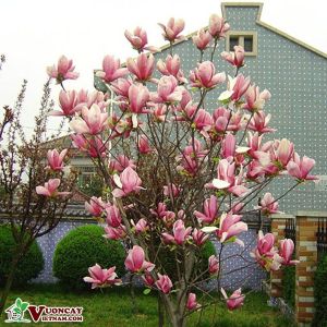 Túi 5 Hạt Giống Hoa mộc lan mix . Hạt Giống Chất Lượng Cao - VTNT1