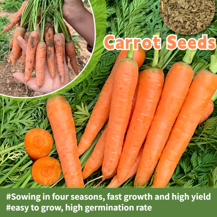 [100% Original Seed] High Yield Carrot Seeds F1 Hybrid Seeds Vegetable ...