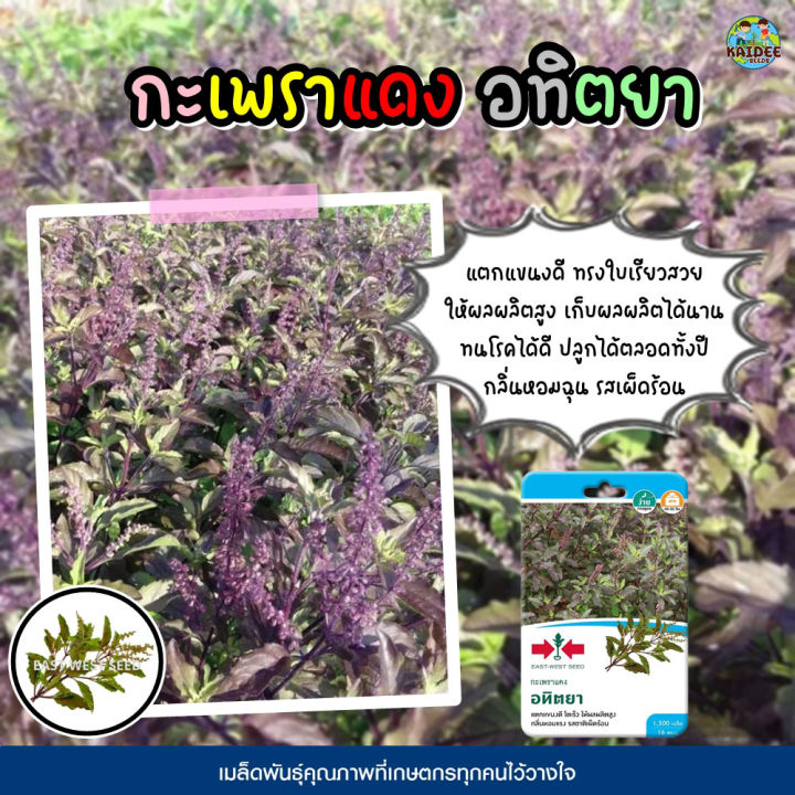 10 อันดับเมล็ดพันธุ์กะเพรา ยี่ห้อศรแดงน่าปลูก อัปเดตปี 2025