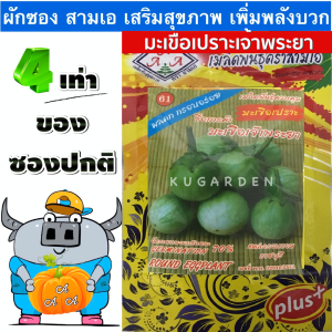 AAA 🇹🇭 ผักซอง 3A J019#มะเขือเปราะ เจ้าพระยา ผักซองตั้ง ผักซองจัมโบ้ เมล็ดพันธุ์ผัก AAA สามเอ ผักราคาถูก เพียงกดเพิ่มสินค้าลงรถเข็น