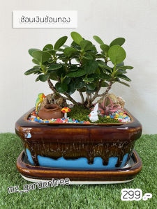 [ต้นไม้จริง] สวนถาดช้อนเงินช้อนทอง ไม้คัดฟอร์มสวยทุกต้น