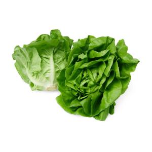 Butterhead Lettuce
