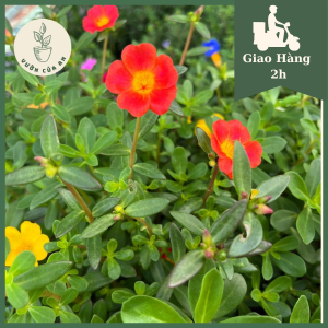 Hoa mười giờ Thái sam cây hoa làm cảnh trồng sân vườn ban công trang trí sai hoa dễ trồng hoa nở quanh năm vườn của an