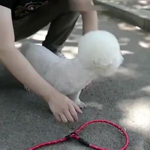 1.8M Dog Collar Dog Leash Dog Training Rope High Reflective Dog Collar Medium Large Dog Collar