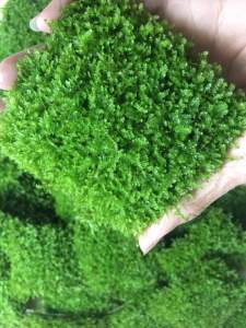 Rêu Minitaiwan chuẩn đẹp thủy sinh dán đá_lũa hàng chuẩn đẹp full lá nước