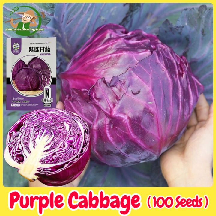 เมล็ดพันธุ์ กะหล่ำปลี ม่วง บรรจุ 100เมล็ด Purple Cabbage Seed Organic