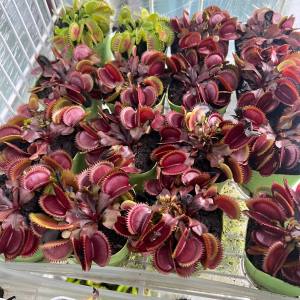 Venus Flytrap Live Plant diameter 7–10 cm With Pot seedling Outdoor & Garden