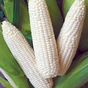 100 BENIH JAGUNG KETAN JAGUNG PUTIH JAGUNG PELET