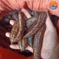 Chuối hột rừng Tây Bắc chín ngâm rượu loại 1, phơi khô từ chuối hột, hạt rừng tươi, quả chín cây tự nhiên, bóc vỏ phơi nắng. 
