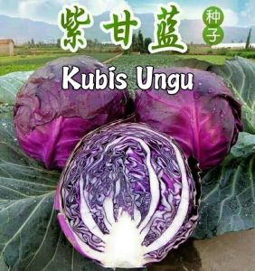 Benih Kubis Ungu(50 Seeds)/紫甘蓝包菜种子/Purple Cabbage Seeds