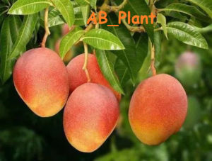 Bibit mangga gedong gincu majalengka mangga gedong gincu okulasi - 1m