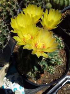 XUONG RONG Hamato có nhiều cây đổi màu. Tuổi hoa. Tặng kèm chậu nhựa nhỏ