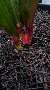 Anthurium Jemani Black: Desain Unik & Menarik