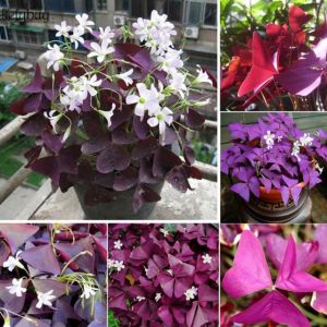 Combo 5 củ hoa bướm đêm lá tím hoa trắng-trồng quanh năm