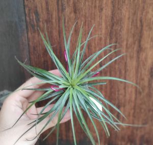 Tillandsia stricta / Air plant/ 空气凤梨-