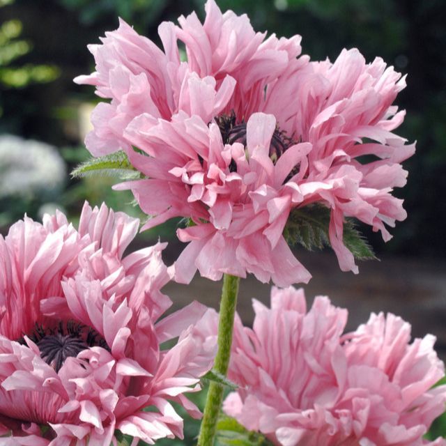Small Ruffled Poppy 500 เมล็ด ดอกป๊อปปี้ ฉันจะเป็นกำลังใจให้คุณเสมอ Poppy Papaver Seeds สาย ...