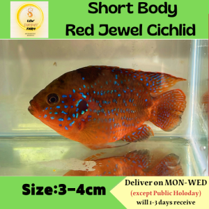 Red Jewel Cichlid （Short Body ）/Live Fish/ Freshwater /短身红宝石