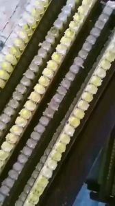 500g sữa ong chúa tươi cam kết nguyên chất đảm bảo uy tín chất lượng