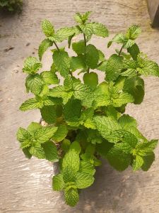 COD Bibit Pepermin daun mint asli hidup rimbun segar tanaman obat herbal yang bermanfaat