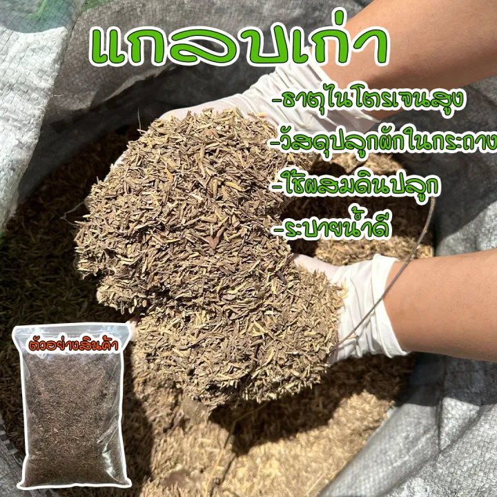 วัสดุเพาะปลูกและอุปกรณ์ทำสวนยอดนิยม 2026: คู่มือสำหรับคนรักต้นไม้