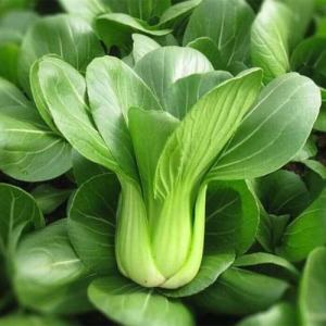 🔥เมล็ดผักกวางตุ้งฮ่องเต้🔥(500เมล็ด) #พร้อมส่ง