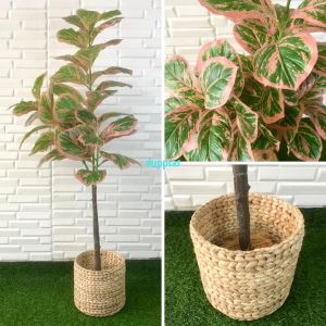 Pohon Plastik Tanaman Hias Daun Karet Merah Muda / Hijau Tua X3 T140 Latex Cover Pot Eceng Gondok Dekorasi Studio Aesthetic