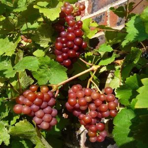 bibit Anggur merah | stek batang | cepat berbuah